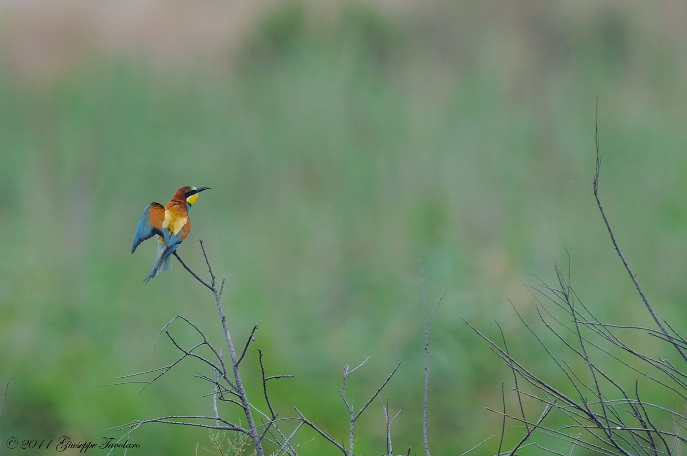 Gruccione (Merops apiaster) ambientato: due ritratti.