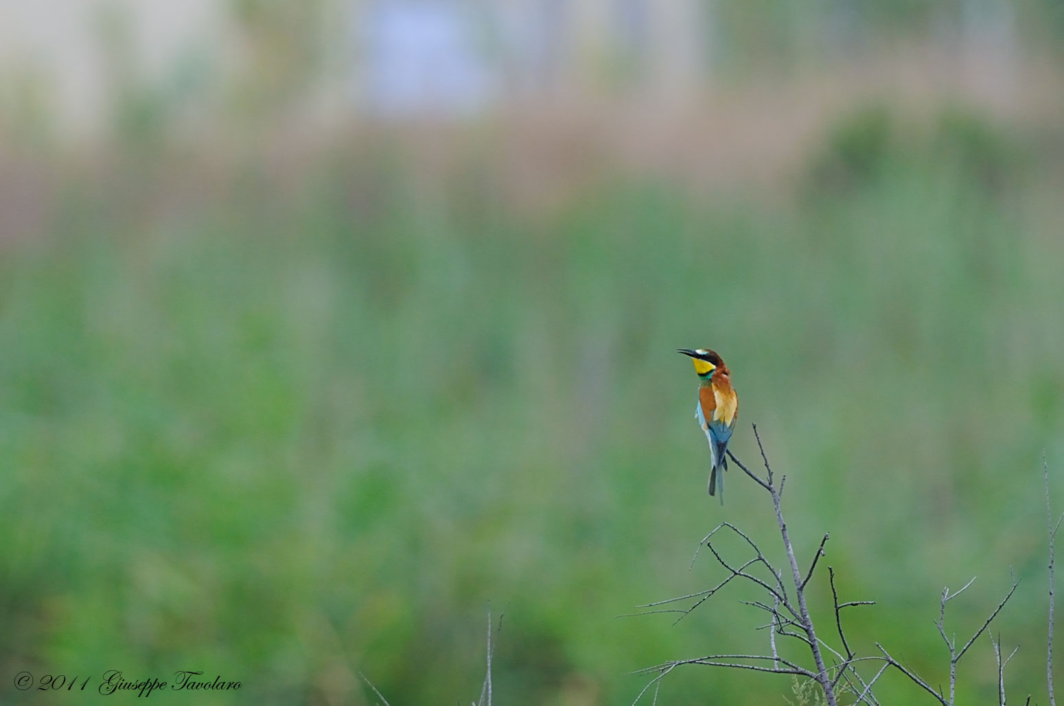 Gruccione (Merops apiaster) ambientato: due ritratti.