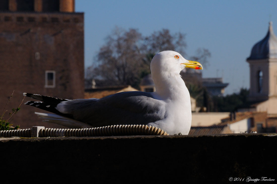 Gabbiani reali ai fori imperiali (Roma).