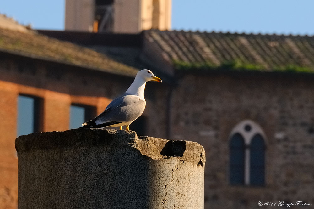 Gabbiani reali ai fori imperiali (Roma).