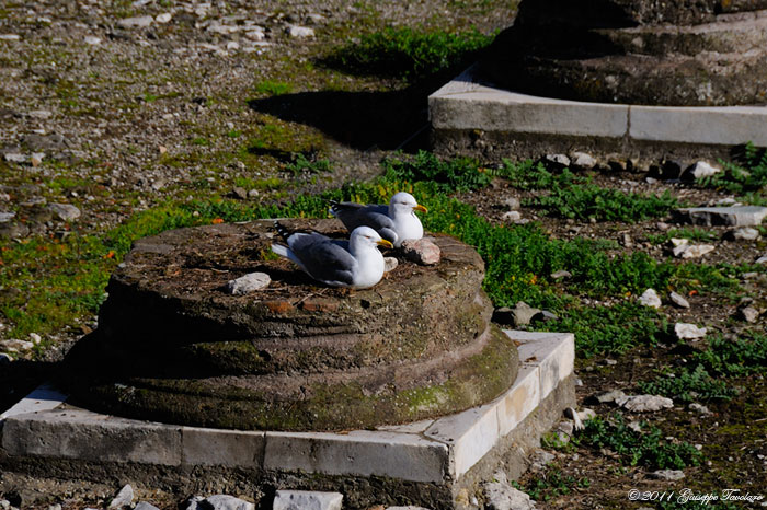 Gabbiani reali ai fori imperiali (Roma).