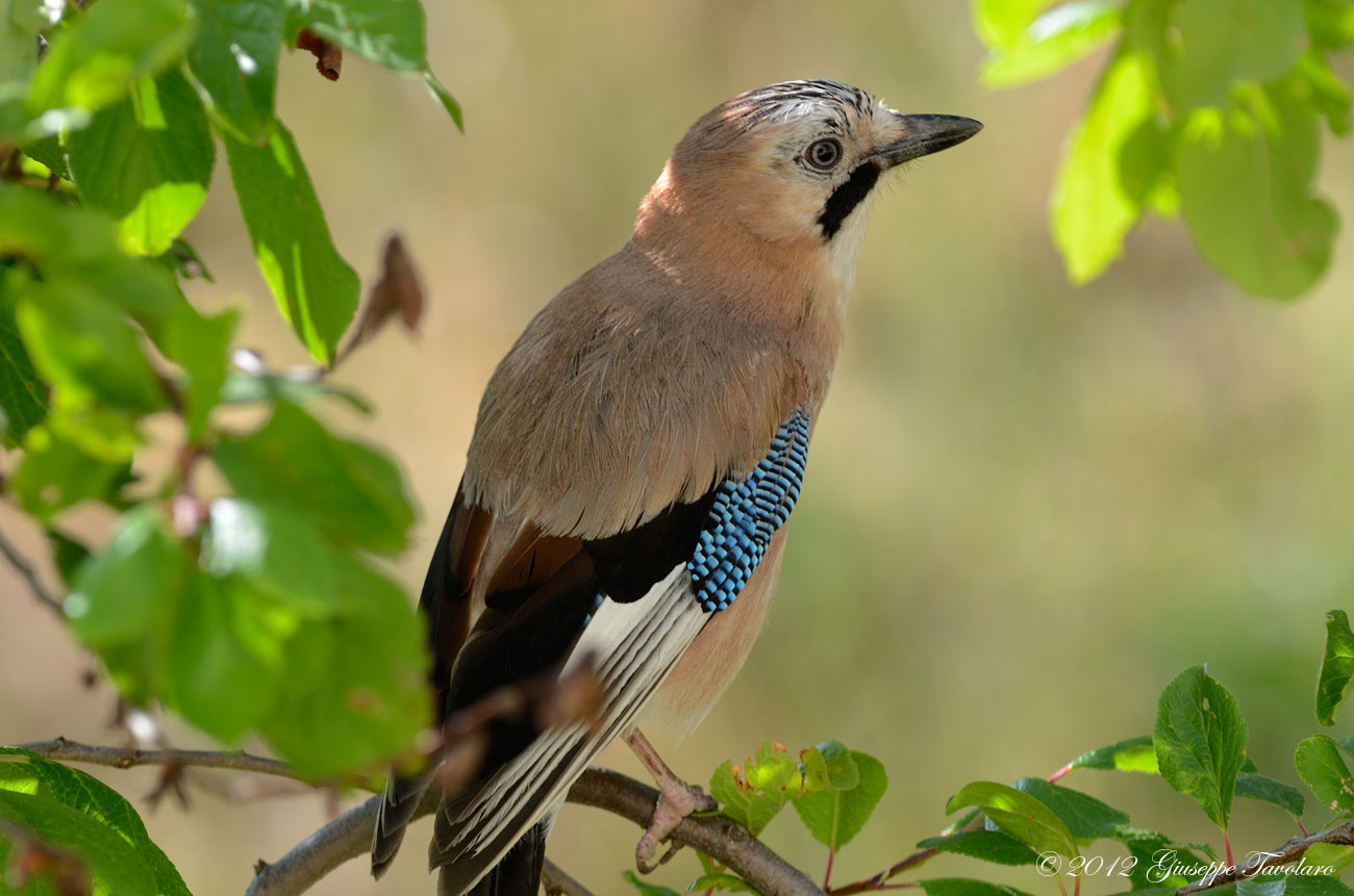 Ghaindaia (Garrulus glandarius) in primo piano.