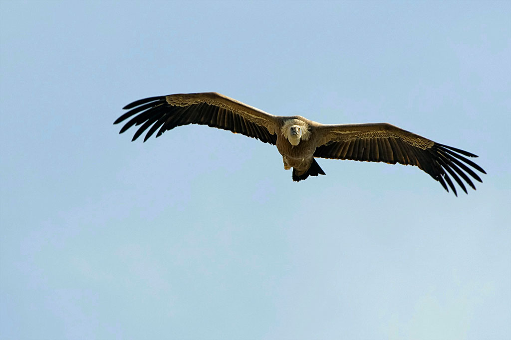 Grifone (Gyps fulvus)