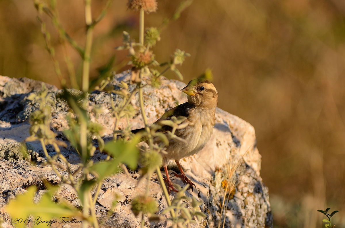 Passera lagia (Petronia petronia)