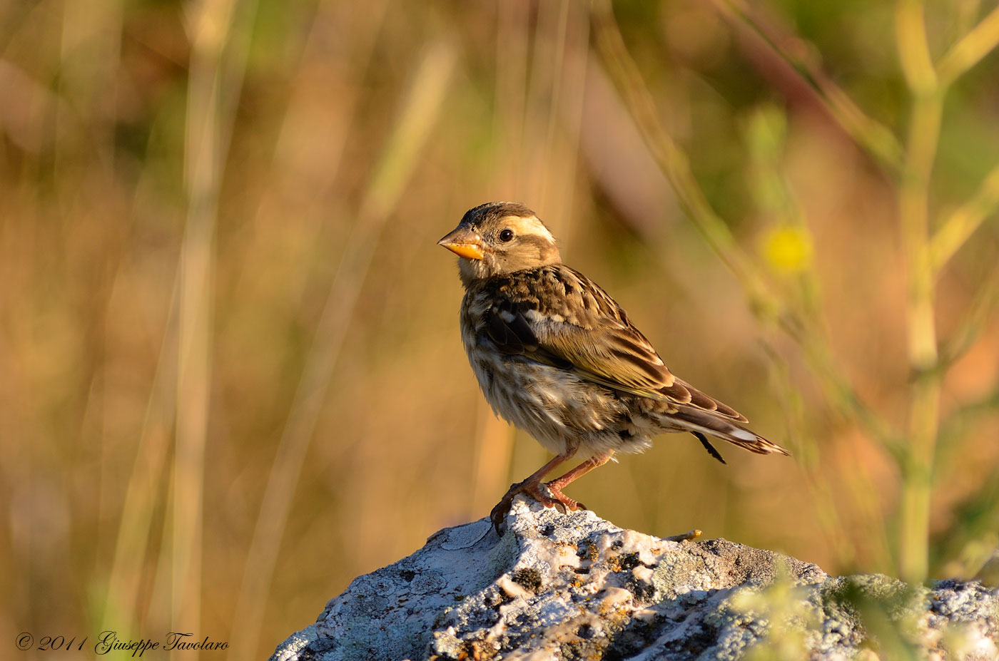 Passera lagia (Petronia petronia)