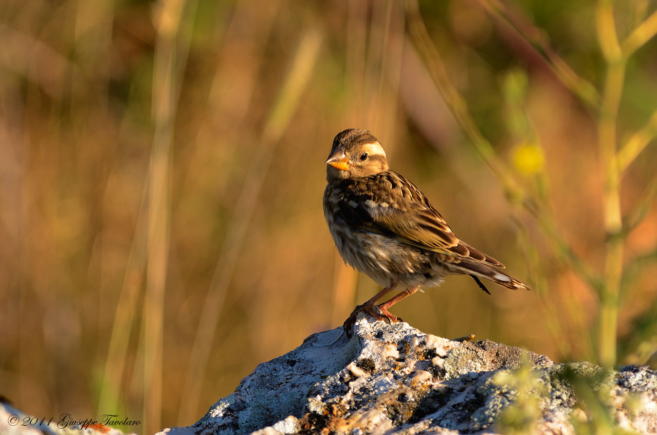 Passera lagia (Petronia petronia)