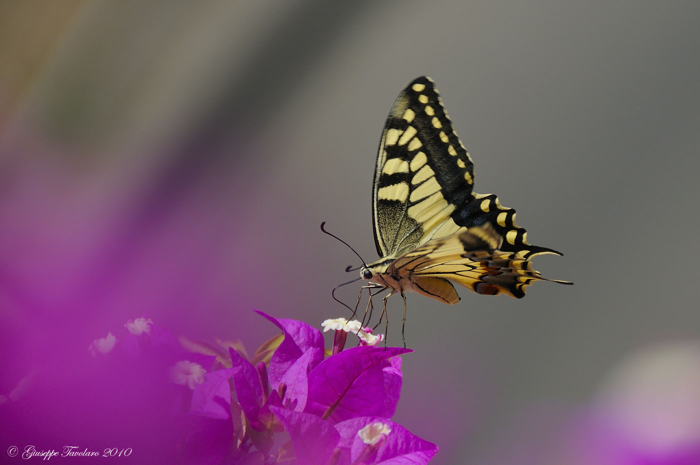 Papilio Machaon