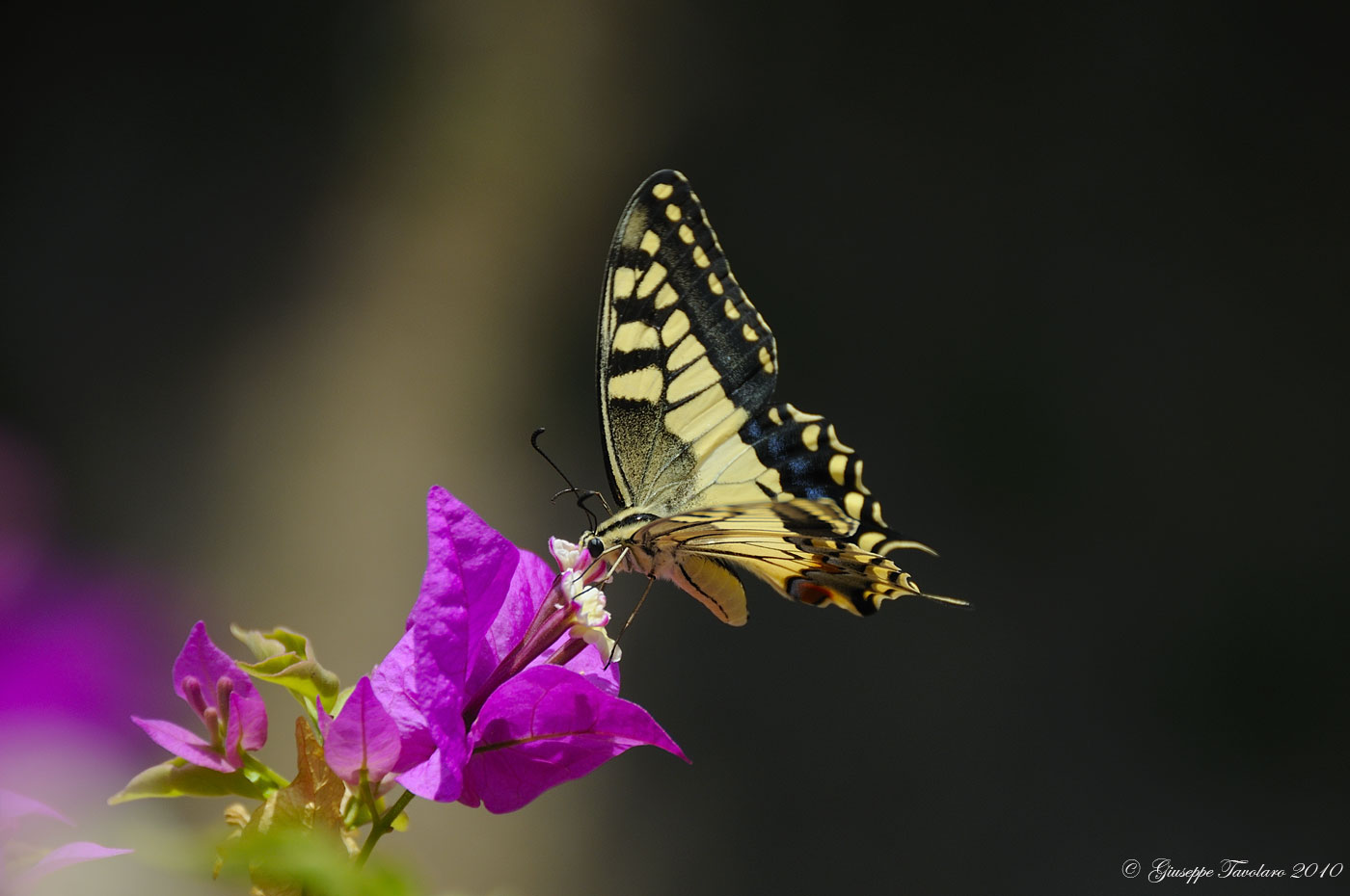 Papilio Machaon