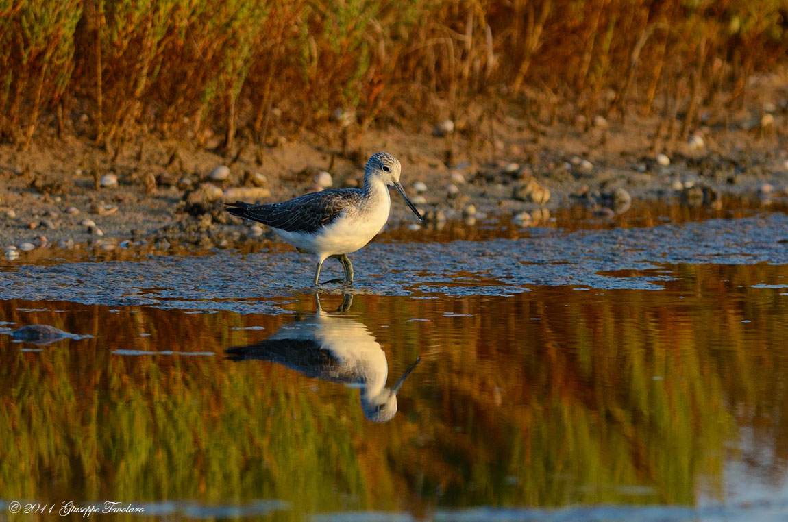 Pantana (Tringa nebularia)