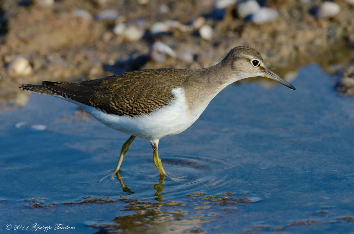 Piro-piro piccolo (Arctitis hypoleucos)