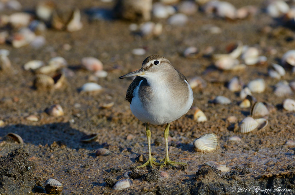 Piro-piro piccolo (Arctitis hypoleucos)