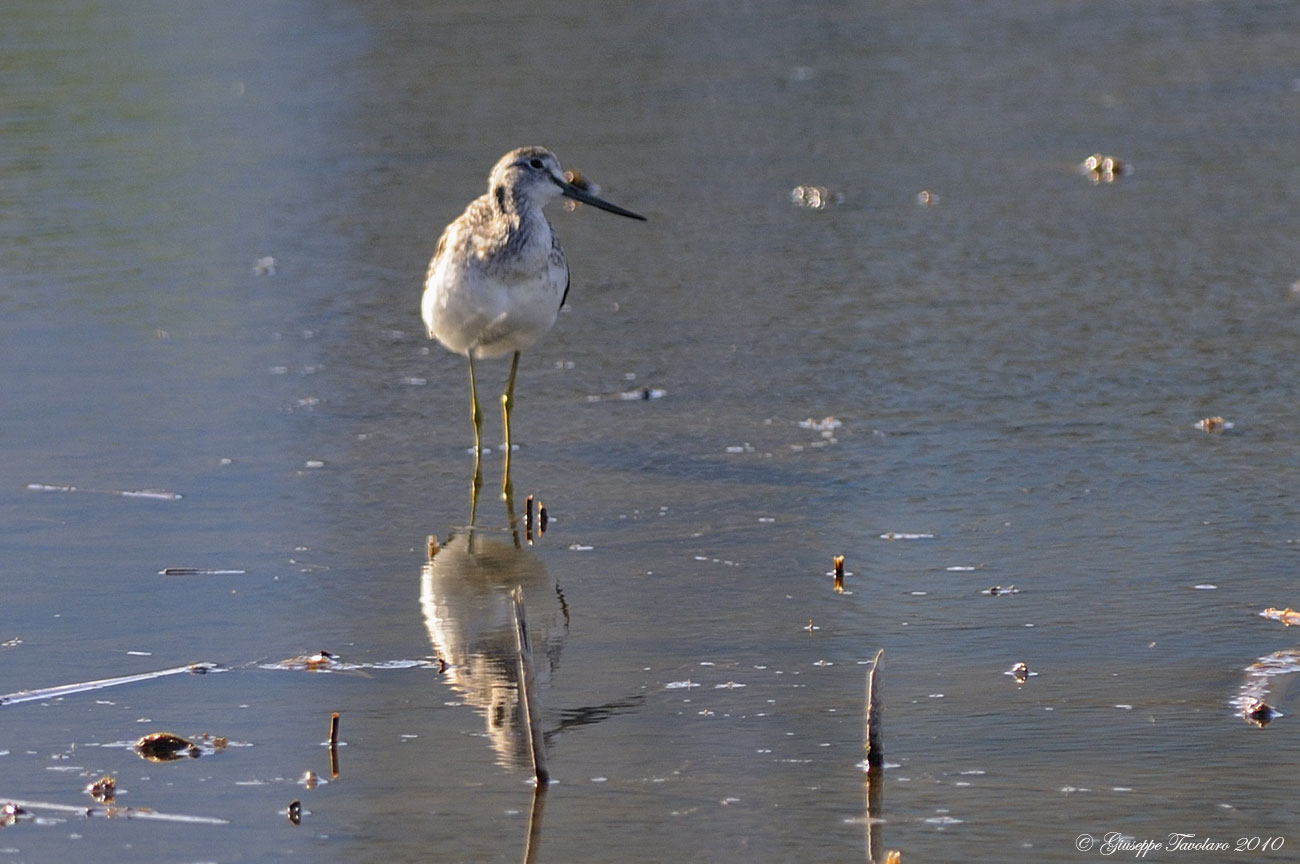 Pittima minore (Limosa lapponica)