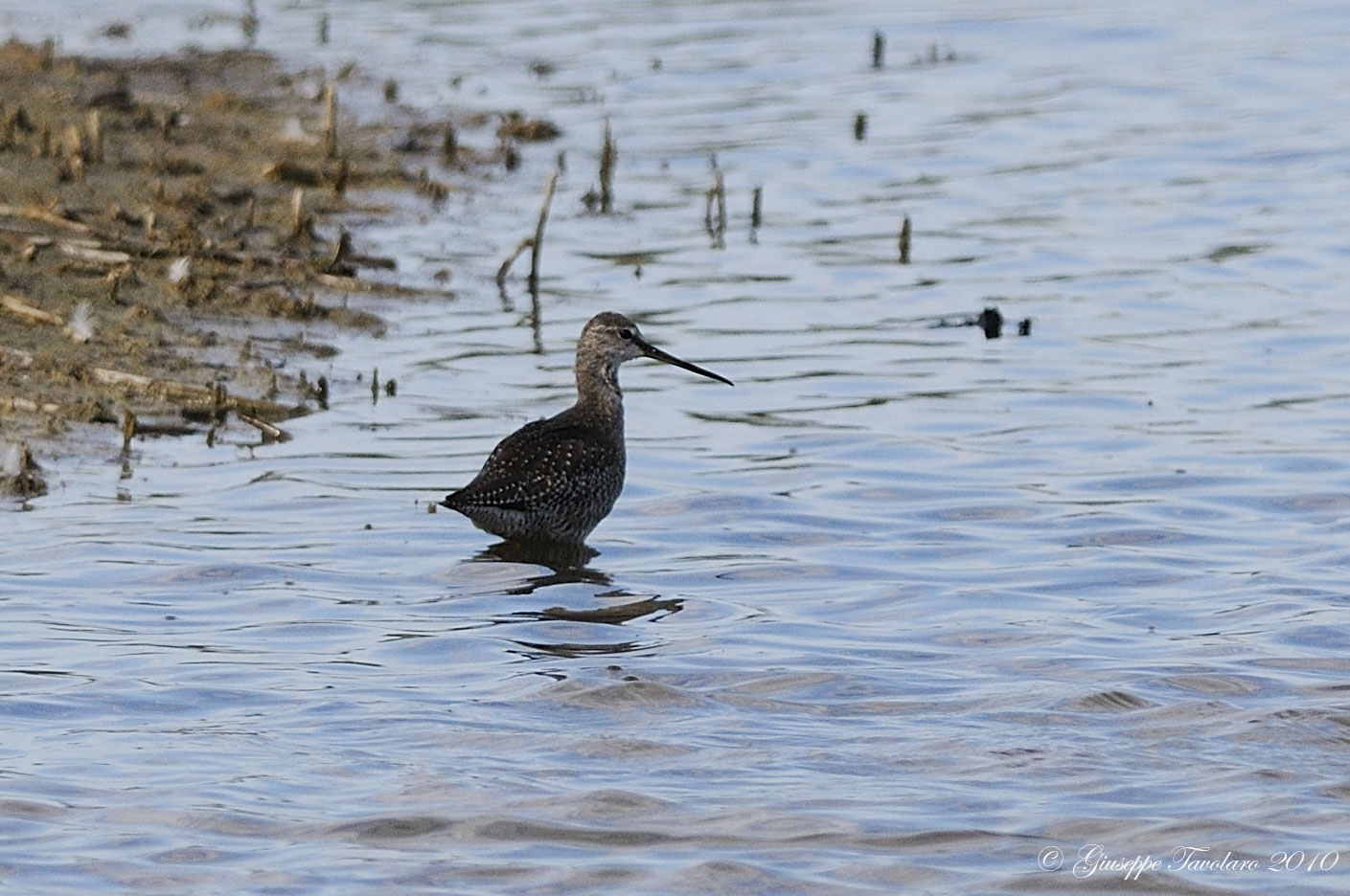 Pittima minore (Limosa lapponica)