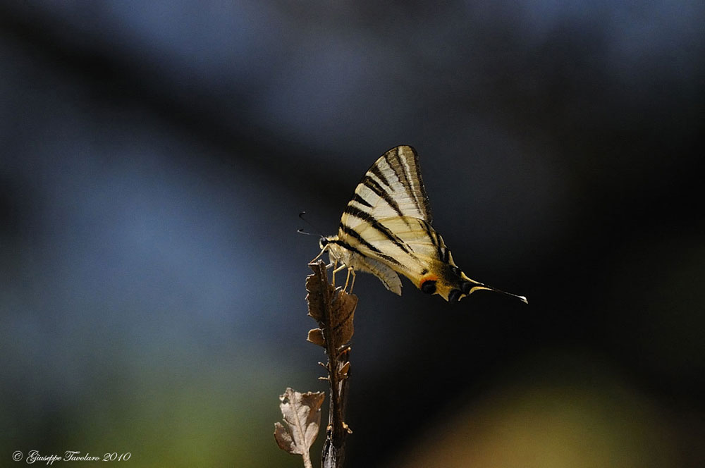 Papilio Podalirius.