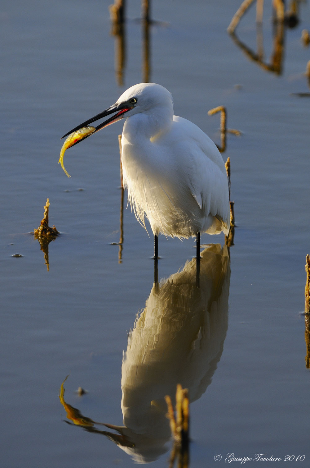 Garzetta (Egretta garzetta) con preda.