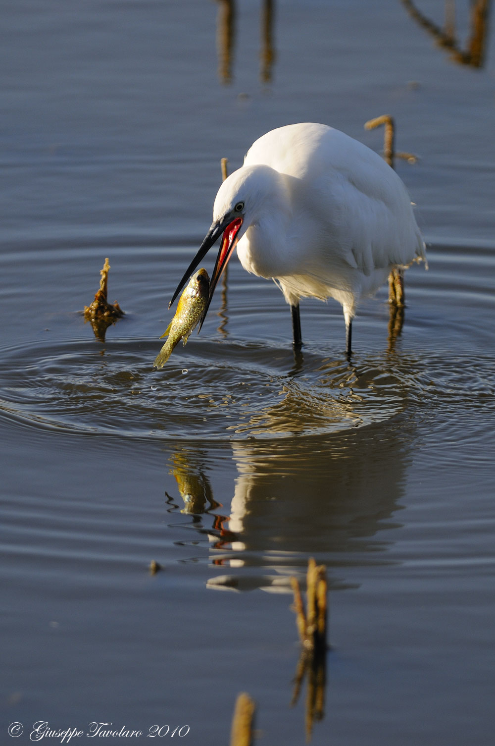 Garzetta (Egretta garzetta) con preda.