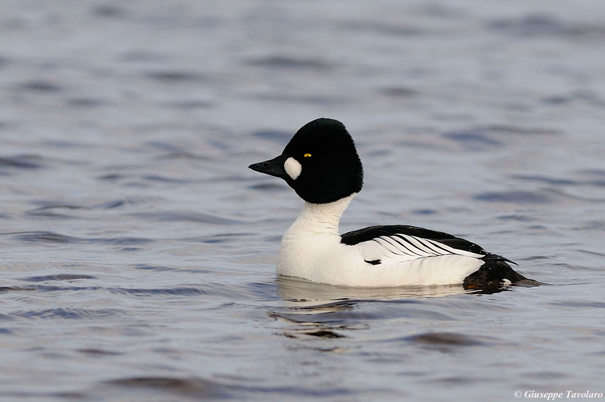 Quattrocchi (Bucephala clangula)