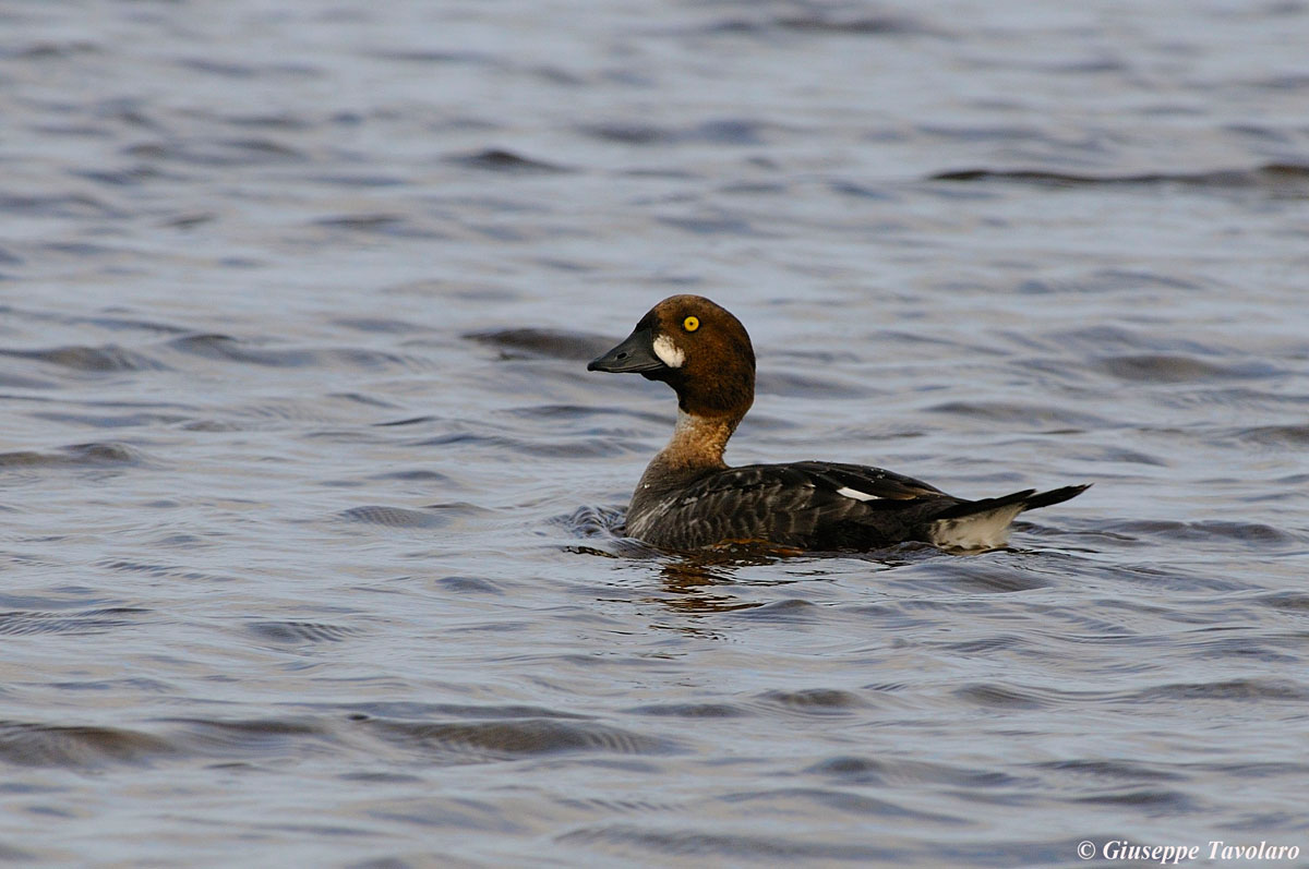 Quattrocchi (Bucephala clangula)