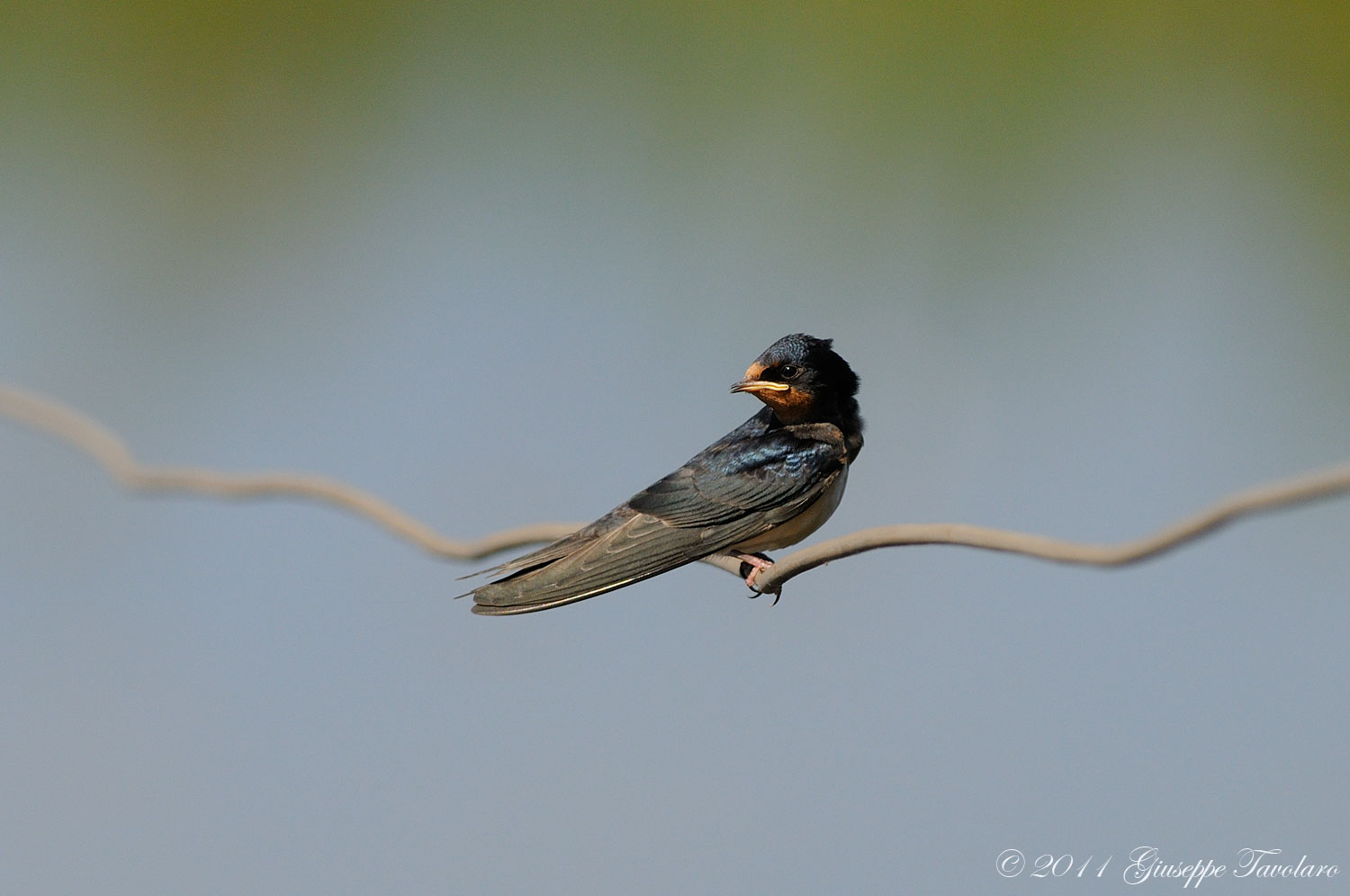 Giovane rondine (Hirundo rustica).