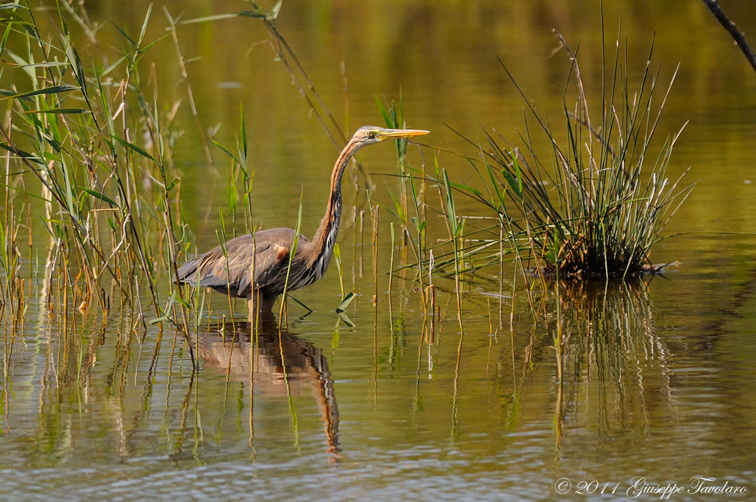 Airone rosso (Ardea purpurea)-