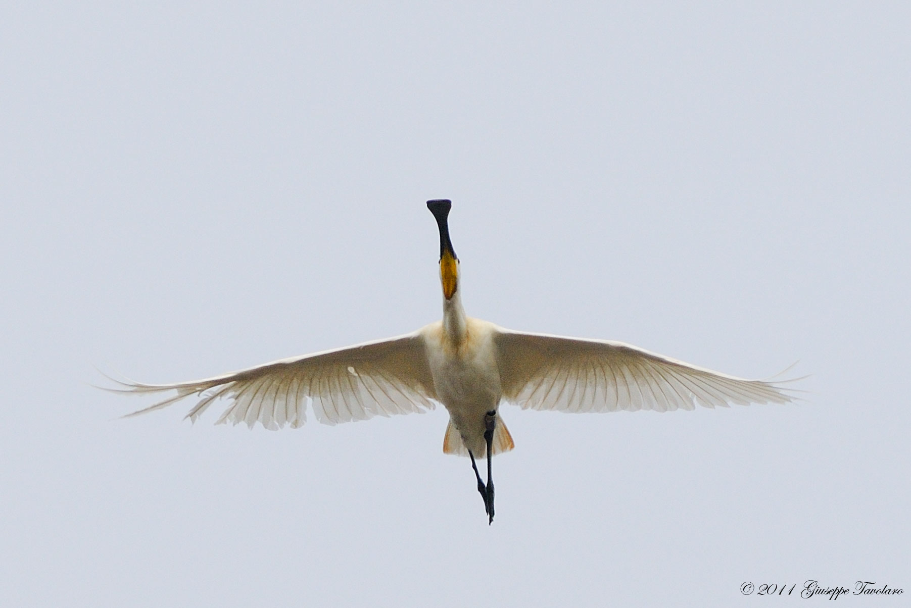 Spatole (Platalea leucorodia) in volo.