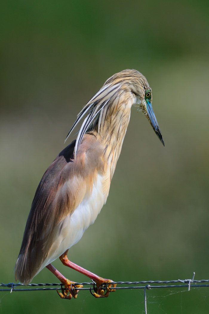 Sgarza ciuffetto (Ardeola ralloides): un ritratto.