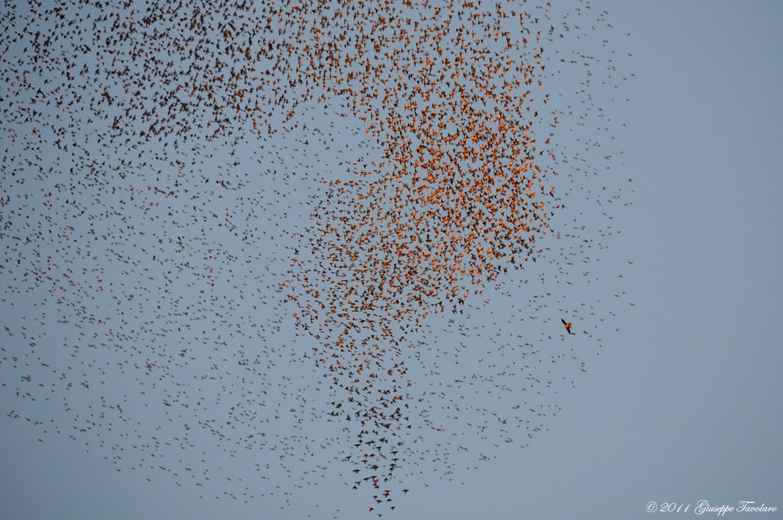 Storni (Sturnus vulgaris) in Technicolor.