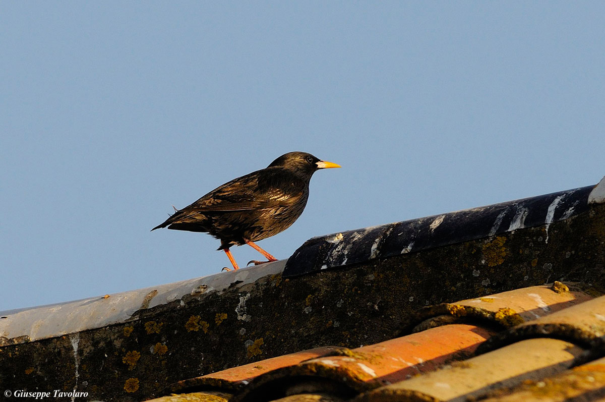 Storno nero (Sturnus unicolor).