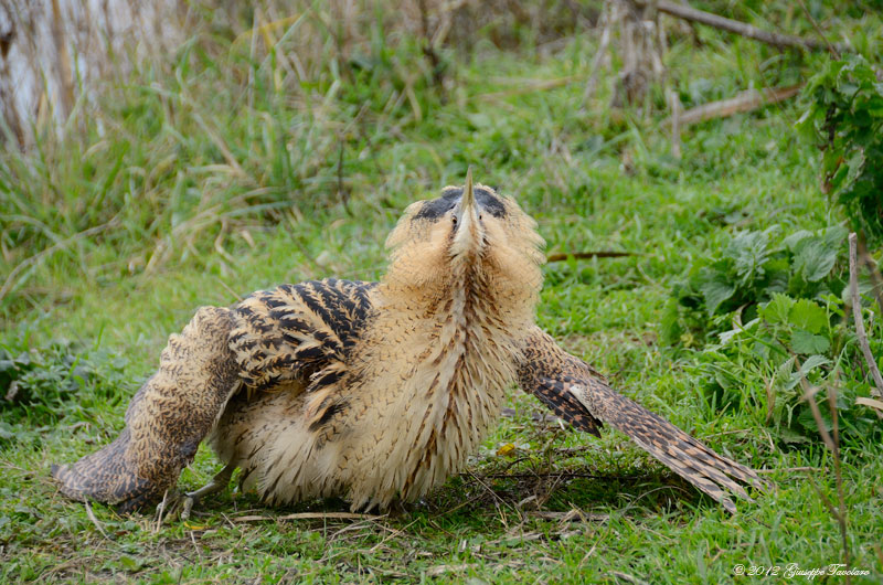 Tarabuso (Botaurus stellaris)