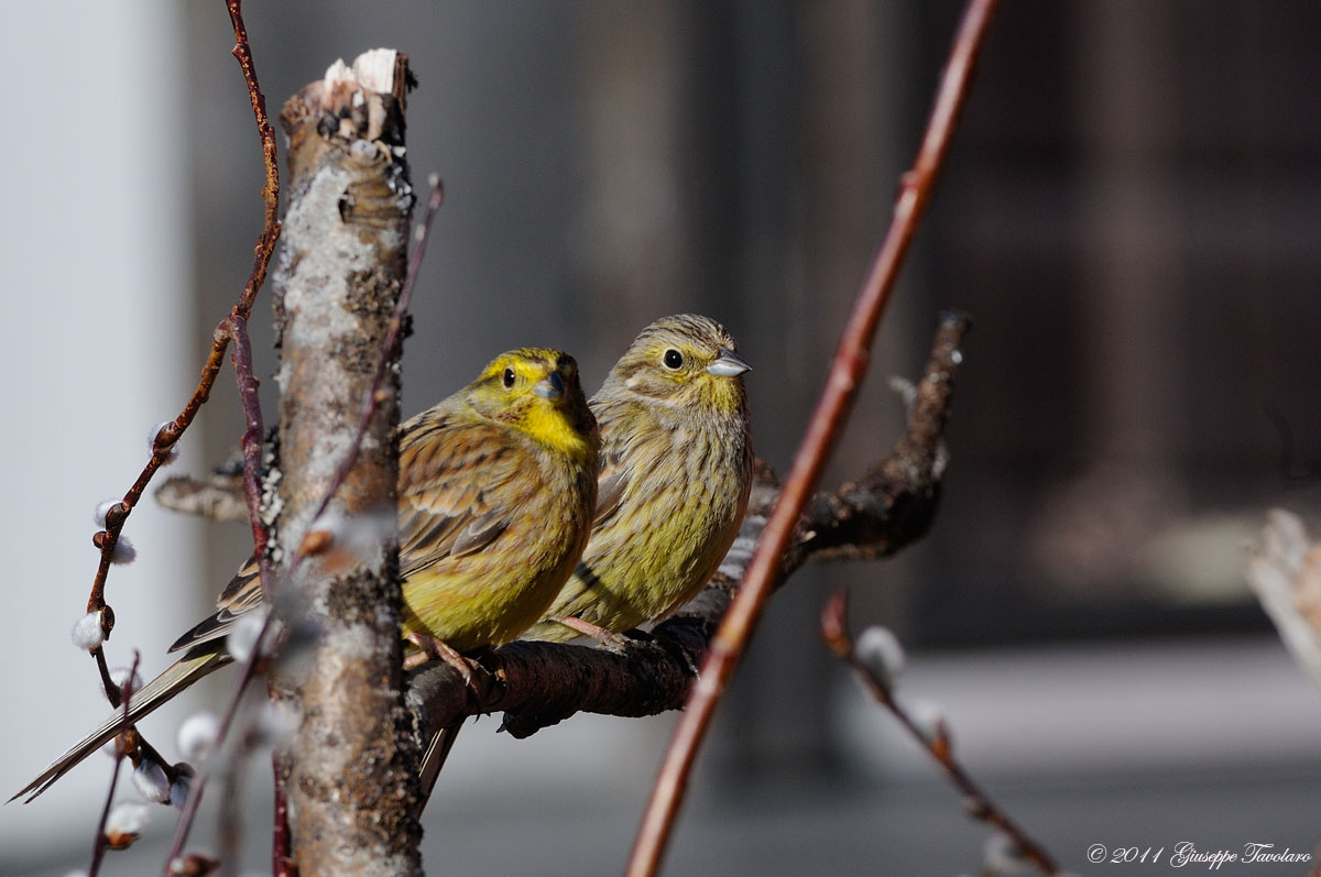 Zigolo giallo (Emberiza citrinella)