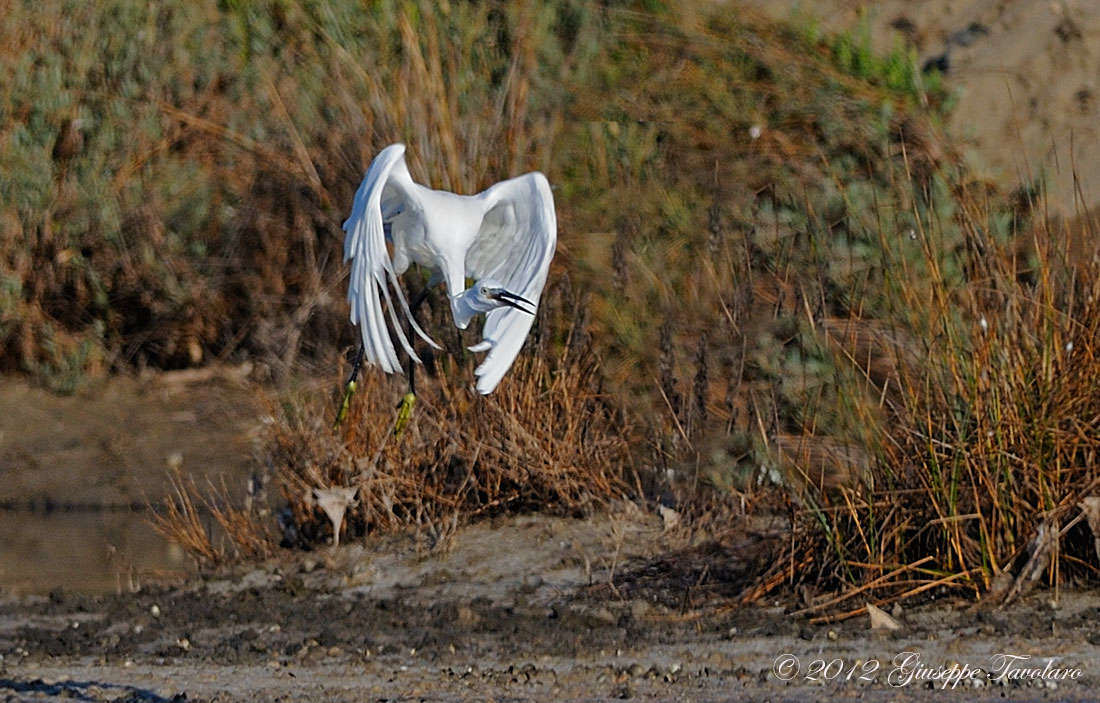 Garzetta (Egretta garzetta) da assalto