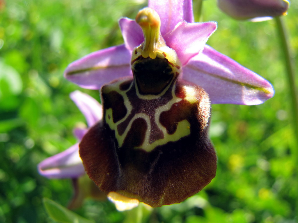 orchiee calabresi