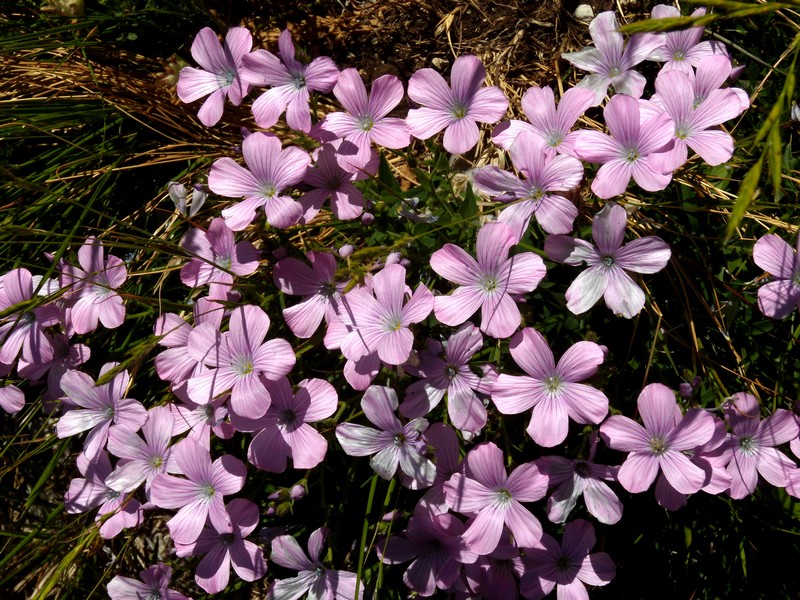 Linum viscosum / Lino malvino