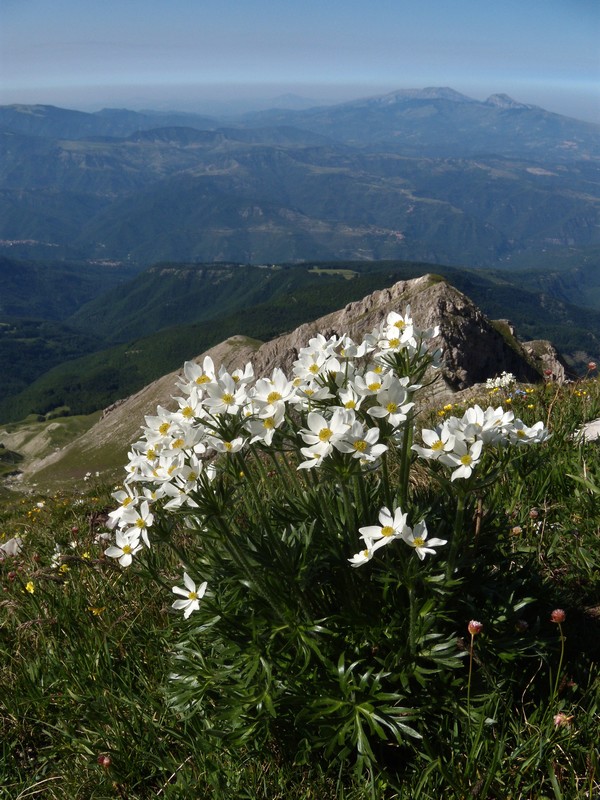 M. Corvo - Anemone narcissiflora