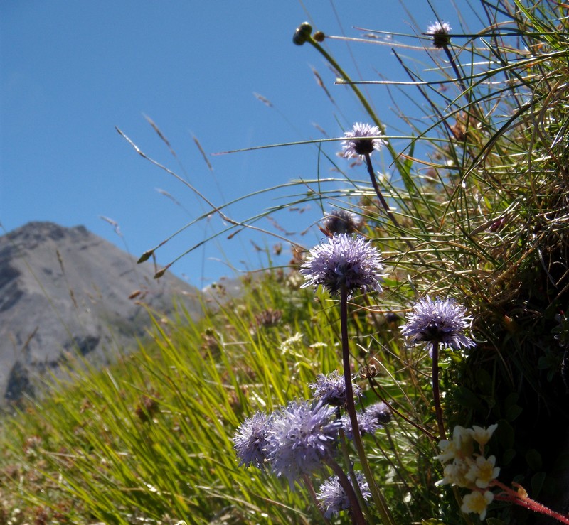 M. Corvo - Globularia meridionalis (Podp.) O.Schwarz