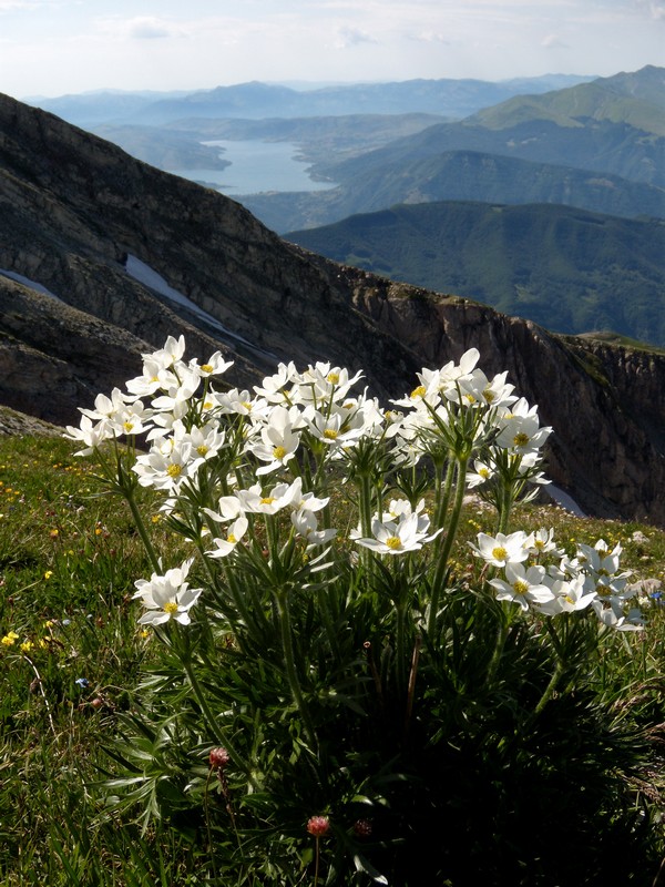 M. Corvo - Anemone narcissiflora