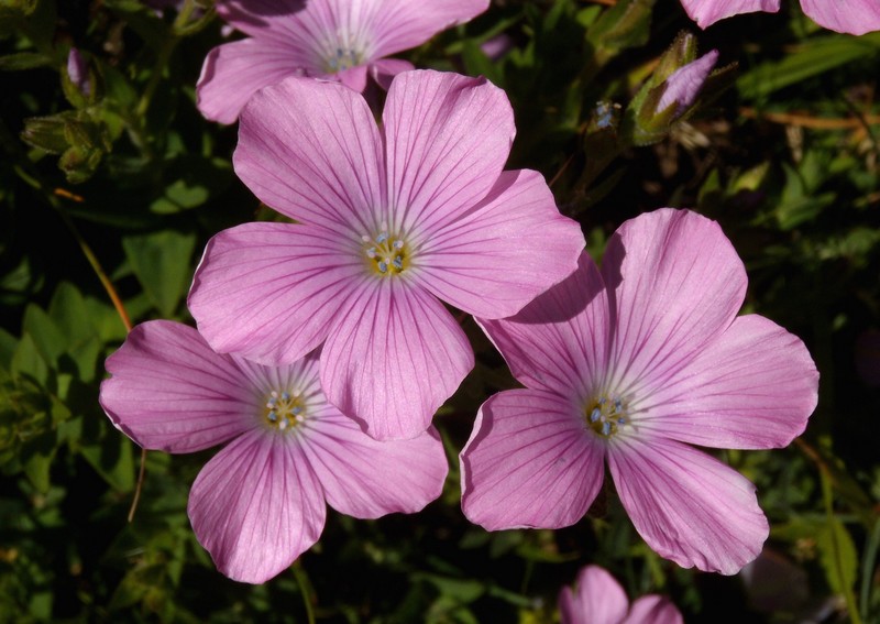 Linum viscosum / Lino malvino