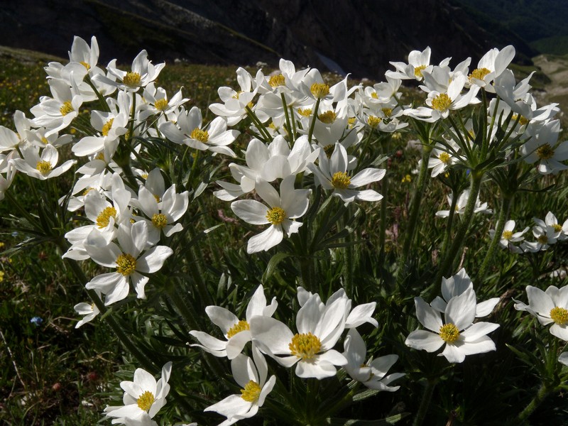 M. Corvo - Anemone narcissiflora