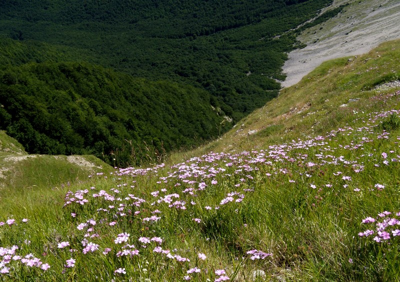 Linum viscosum / Lino malvino