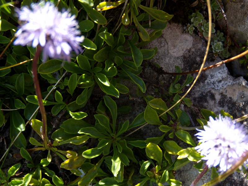 M. Corvo - Globularia meridionalis (Podp.) O.Schwarz