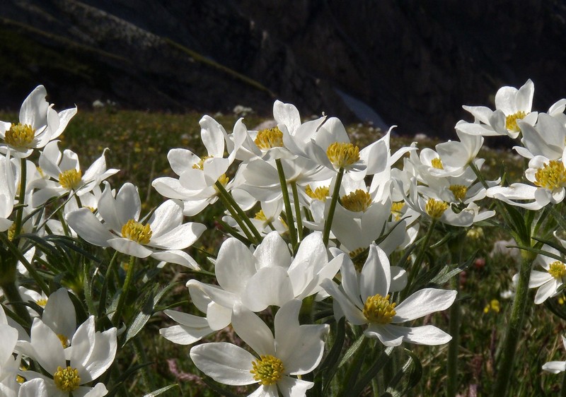 M. Corvo - Anemone narcissiflora