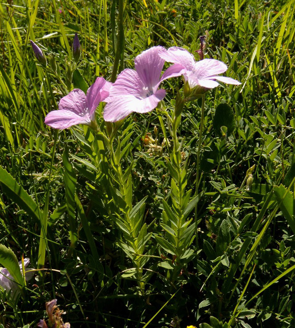 Linum viscosum / Lino malvino