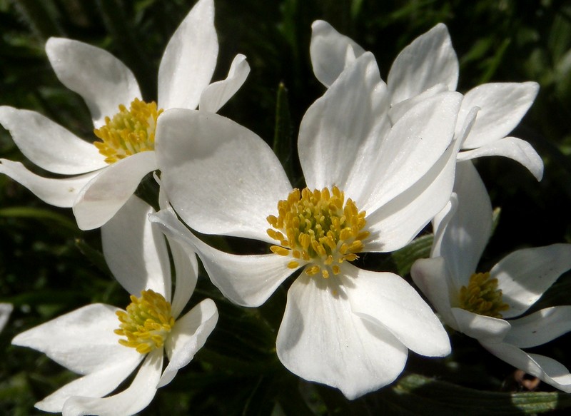 M. Corvo - Anemone narcissiflora