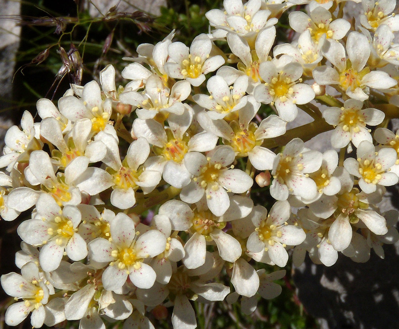 Saxifraga callosa / Sassifraga meridionale