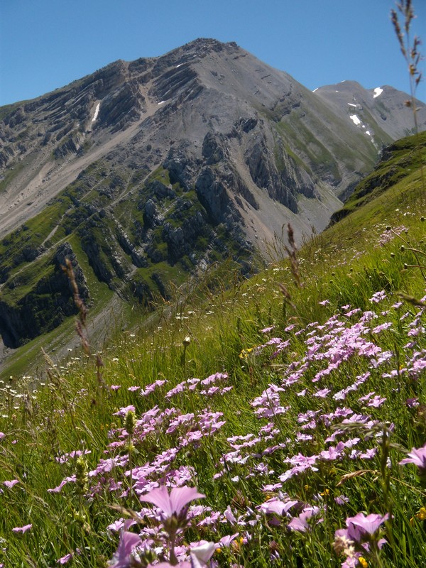 Linum viscosum / Lino malvino