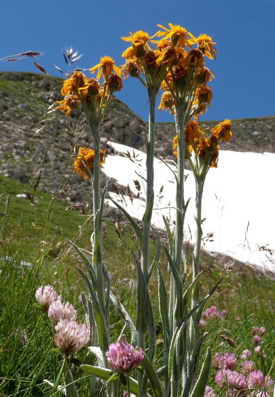 M. Corvo - Tephroseris integrifolia