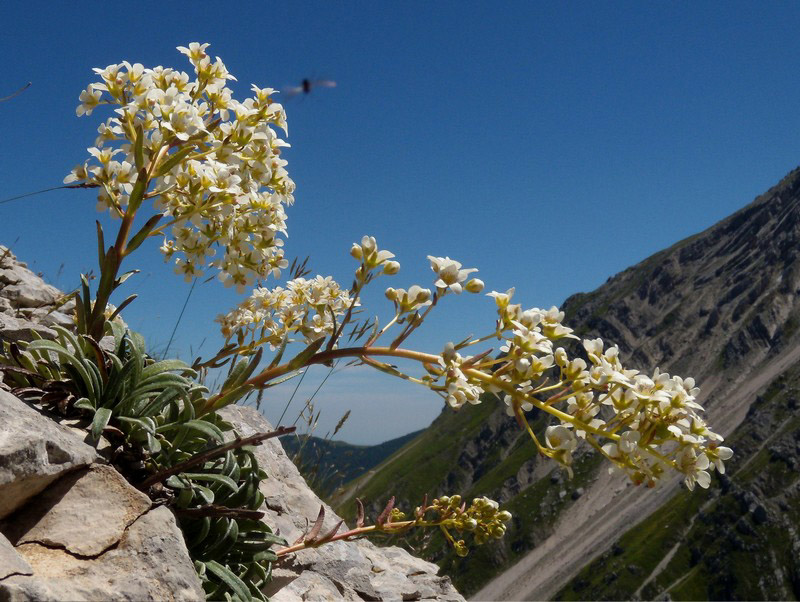 Saxifraga callosa / Sassifraga meridionale