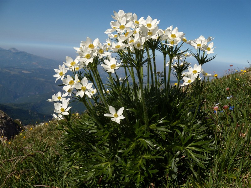 M. Corvo - Anemone narcissiflora