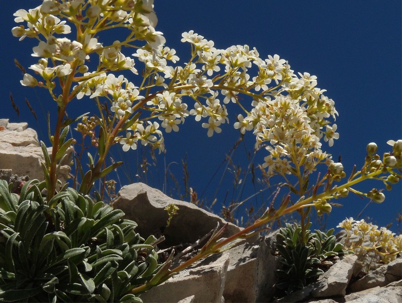 Saxifraga callosa / Sassifraga meridionale