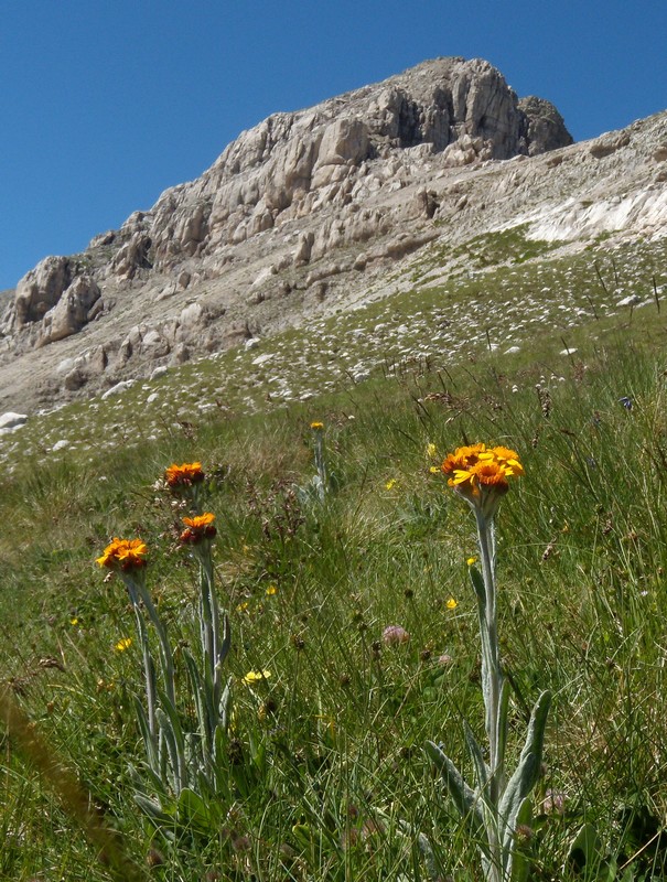 M. Corvo - Tephroseris integrifolia